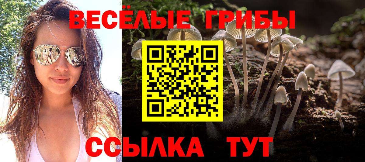 Галлюциногенные грибы Psilocybine cubensis Курчалой